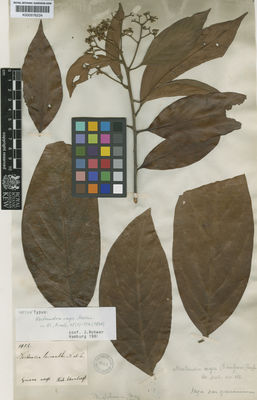 Kew Gardens K000576224:  Schomburgk, R. [1452] Guyana