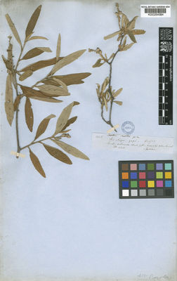 Kew Gardens K000254384:  Spruce, R. [1806] Argentina