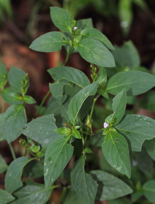 Rostellularia Rchb. | Plants of the World Online | Kew Science