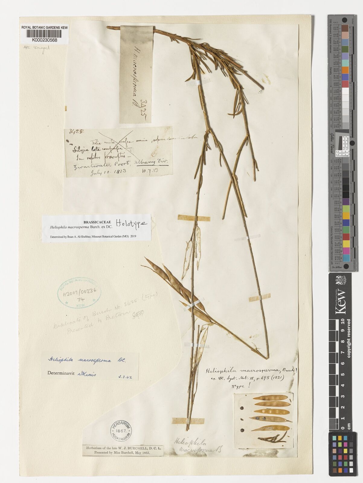 Heliophila macrosperma Burch. ex DC. | Plants of the World Online | Kew ...