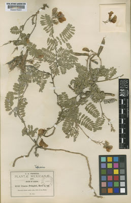 Kew Gardens K000478331:  Pringle, C.G. [6741] Mexico