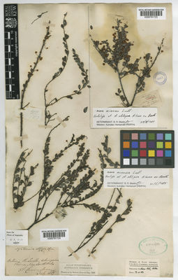 Kew Gardens K000791723:  s.coll. [s.n.] Australia