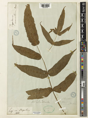 Kew Gardens K001044109:  Wallich, N. [s.n.] Nepal