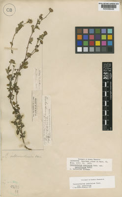 Kew Gardens K000068426:  Blanchet, J.S. [3689] Brazil