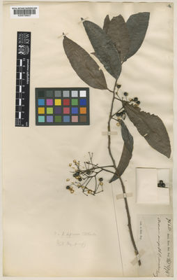 Kew Gardens K000756837:  s.coll. [7628]