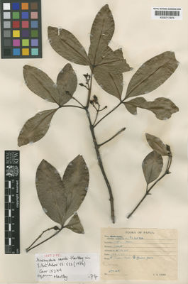 Kew Gardens K000717875:  Carr, C.E. [15249] Papua New Guinea