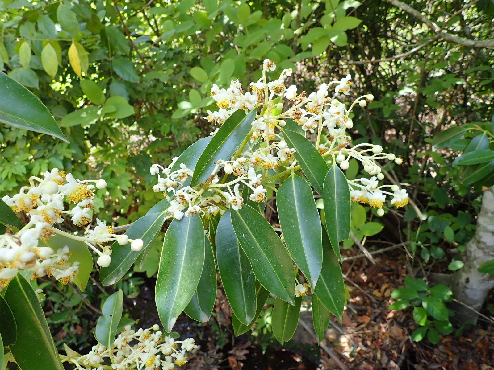 Calophyllum africanum Cheek & Q.Luke | Plants of the World Online | Kew ...