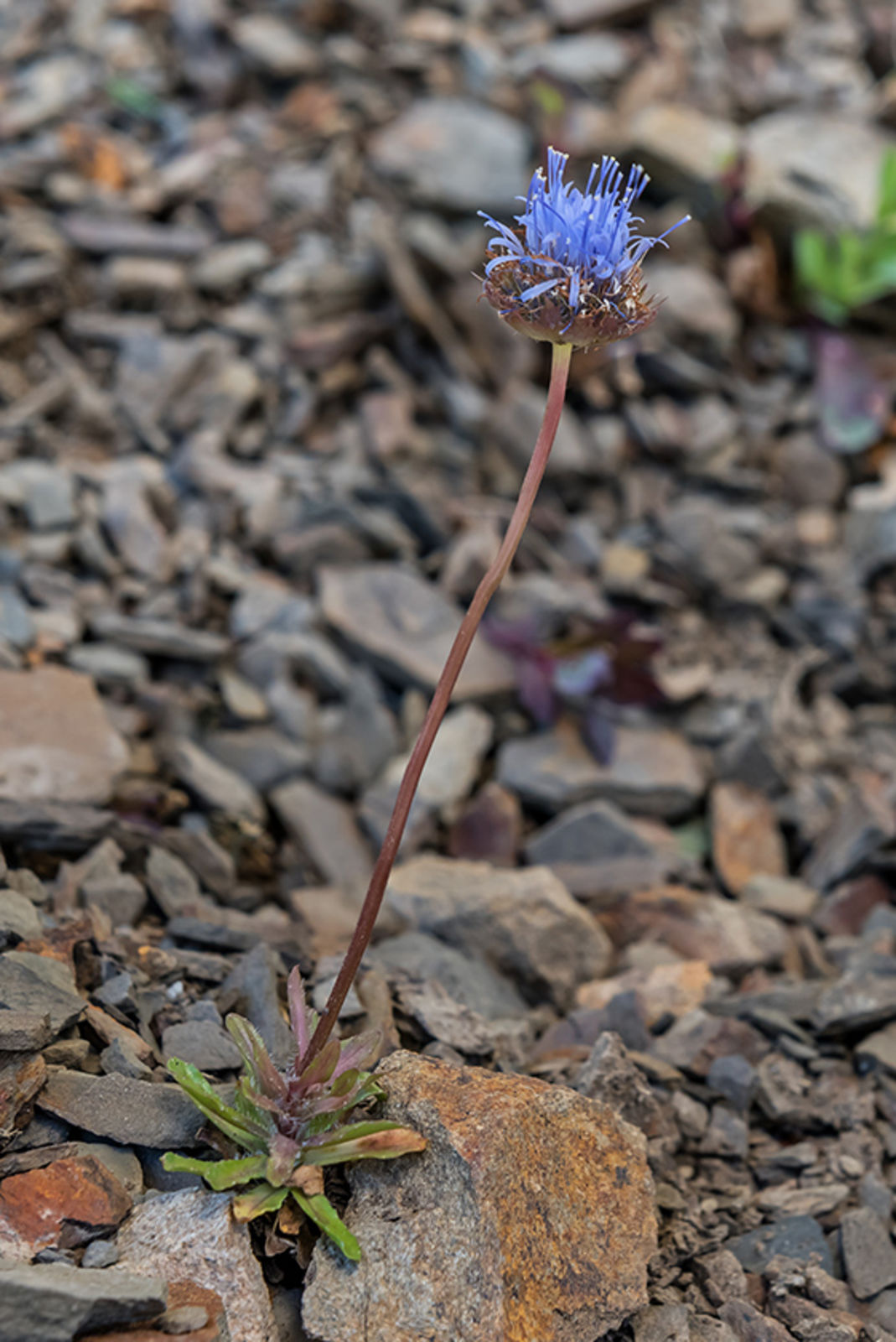 © copyright of the Board of Trustees of the Royal Botanic Gardens, Kew.