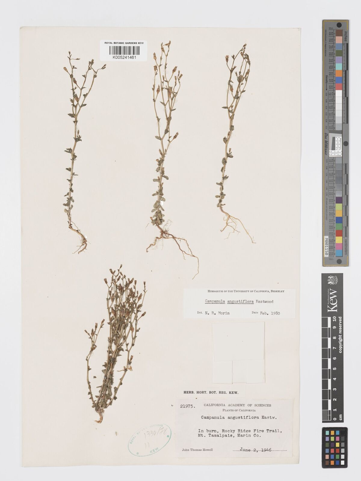Campanula angustiflora