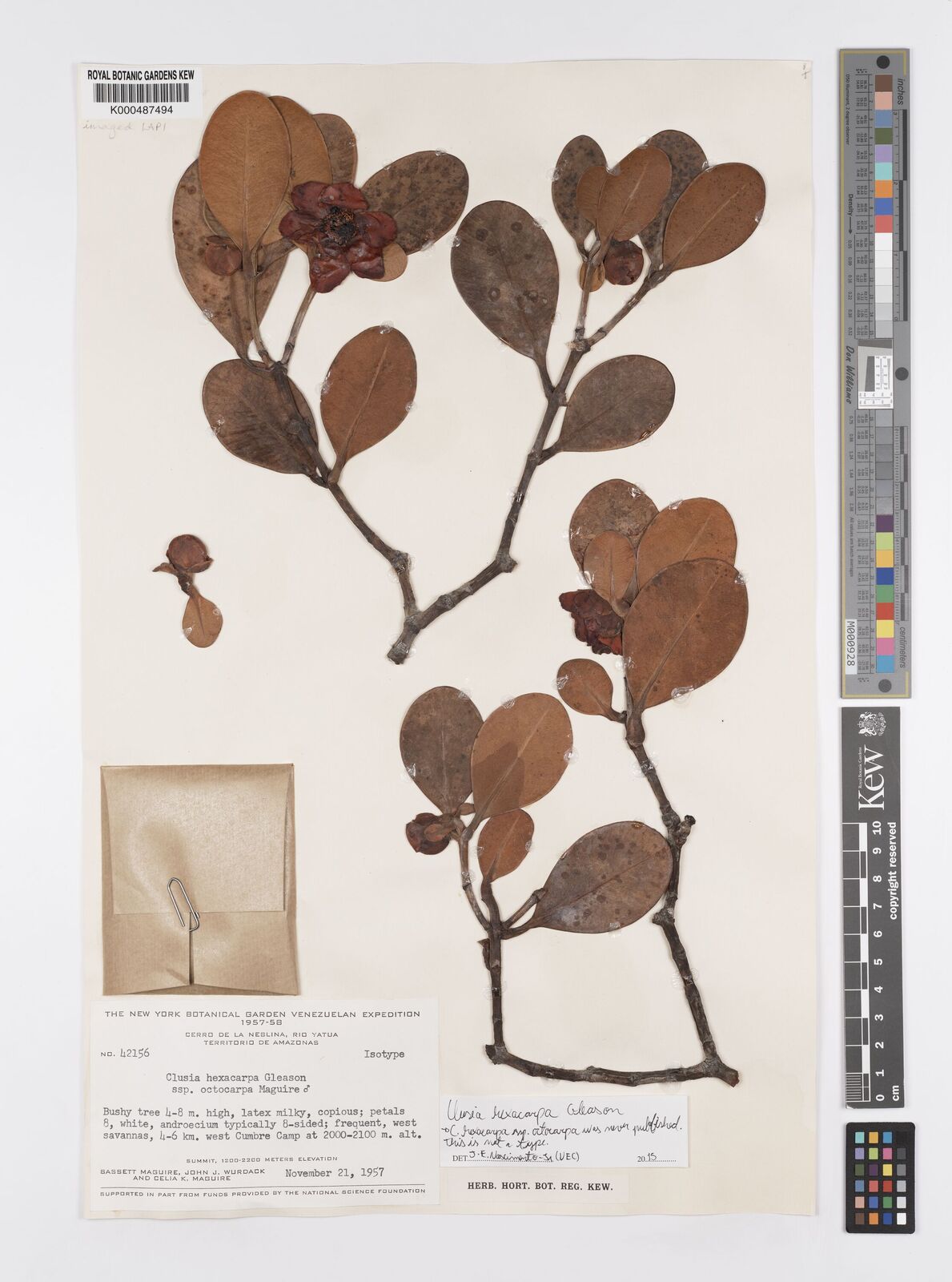 Kew Gardens K000487494:  Maguire, B.; Wurdack, J.J.; Maguire, C.K. [42156] Venezuela