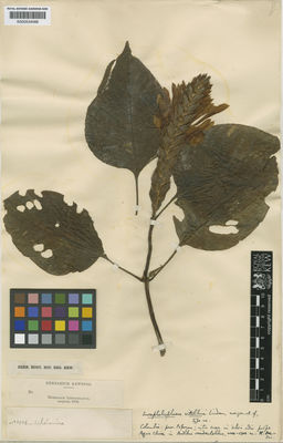 Kew Gardens K000534568:  s.coll. [9048] Colombia