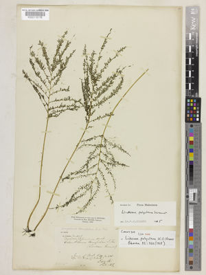 Kew Gardens K000116176:  Cuming, H. [309] Philippines