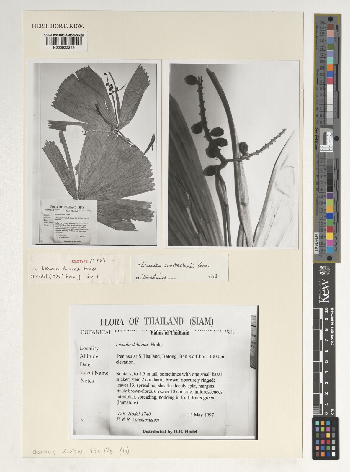 Kew Gardens K000933239:  Hodel, D.R. [1740] Thailand