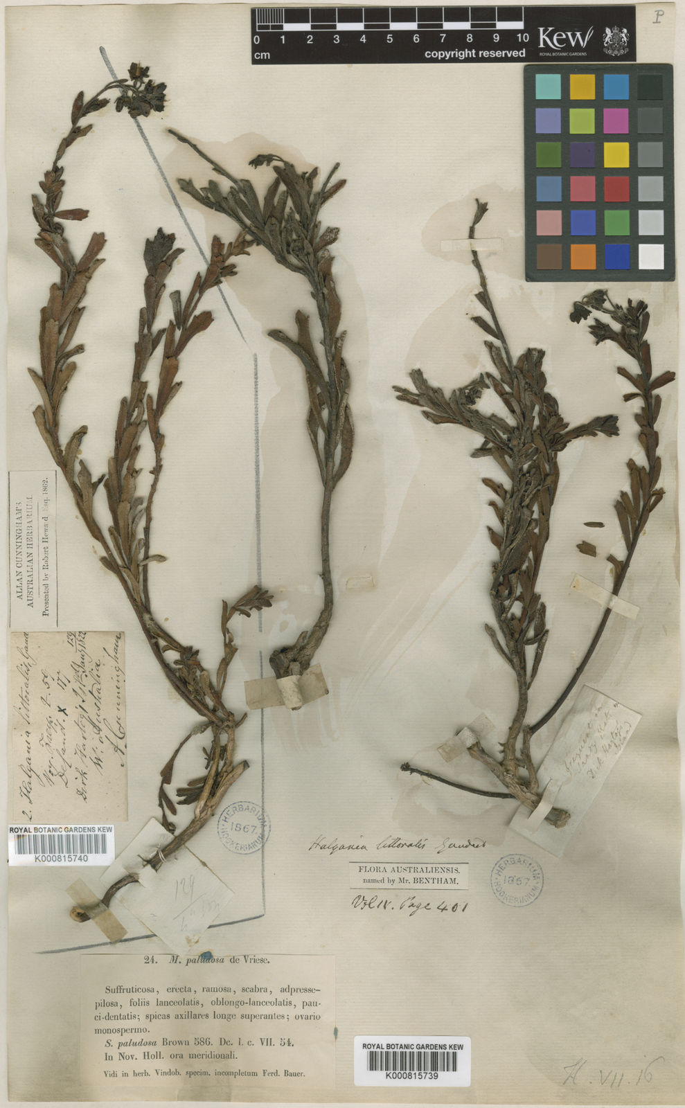 Halgania littoralis Gaudich. | Plants of the World Online | Kew Science