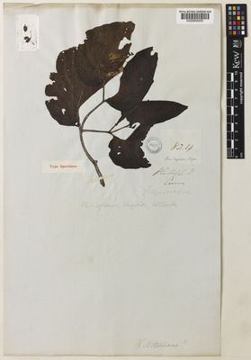 Kew Gardens K000858055:  Cuming, H. [824] Philippines