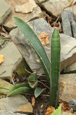 Sansevieria scimitariformis | Plants of the World Online | Kew Science