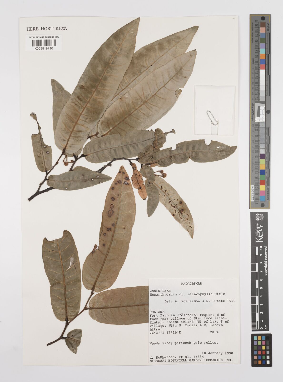 Monanthotaxis malacophylla