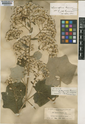 Kew Gardens K000504225:  Donnell Smith, J. [2358] Guatemala