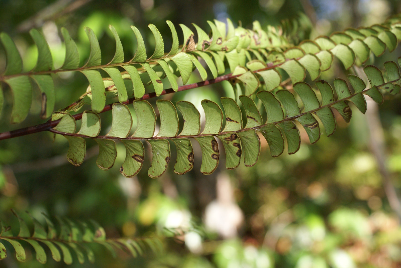 © copyright of the Board of Trustees of the Royal Botanic Gardens, Kew.