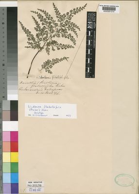 Kew Gardens K000351014:  [Pooe], W. [s.n.] Madagascar