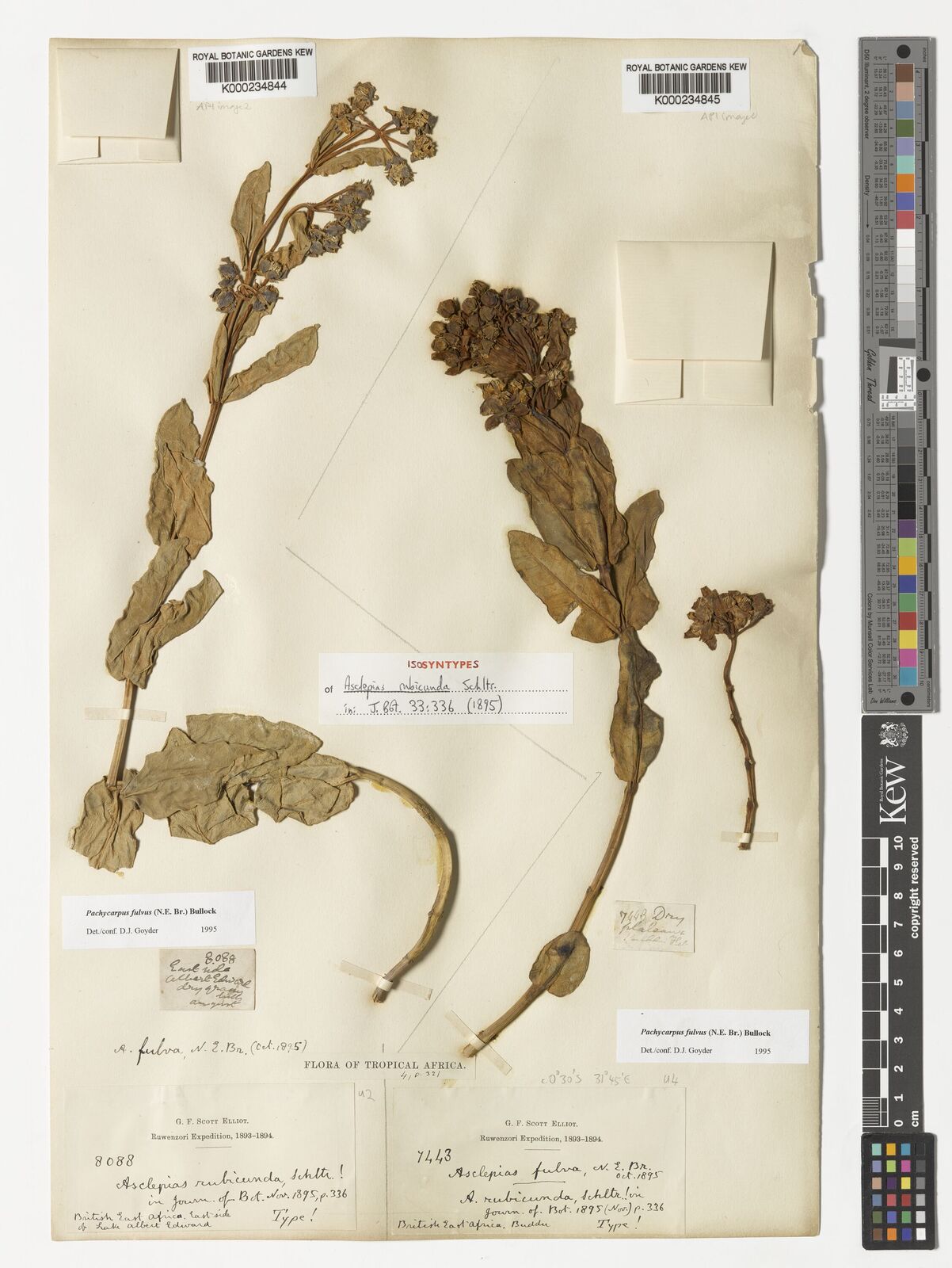 Kew Gardens K000234845:  Scott Elliot, G.F. [7443] Uganda