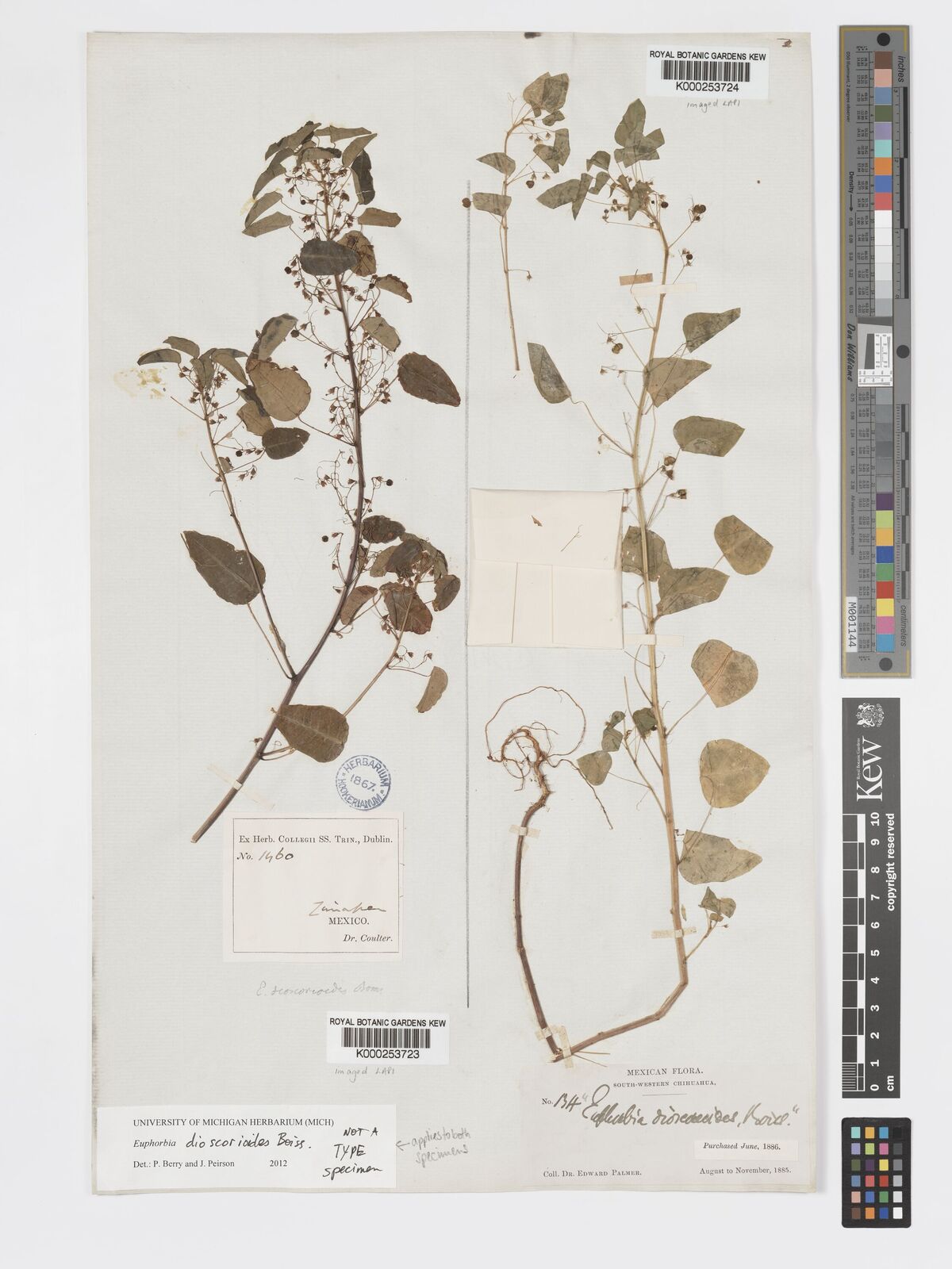 Kew Gardens K000253723:  Coulter [1460] Mexico
