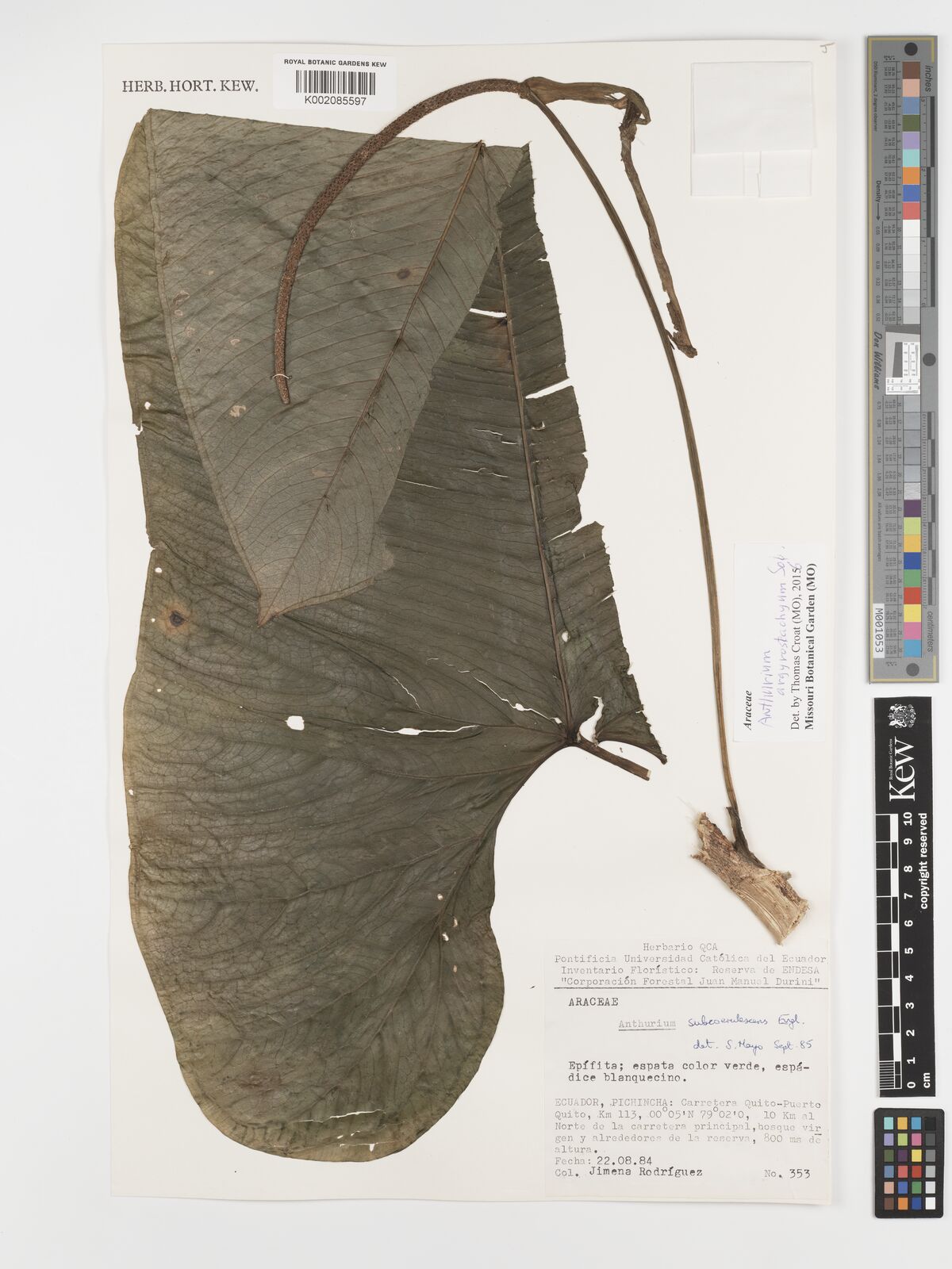 Anthurium argyrostachyum Sodiro | Plants of the World Online | Kew Science