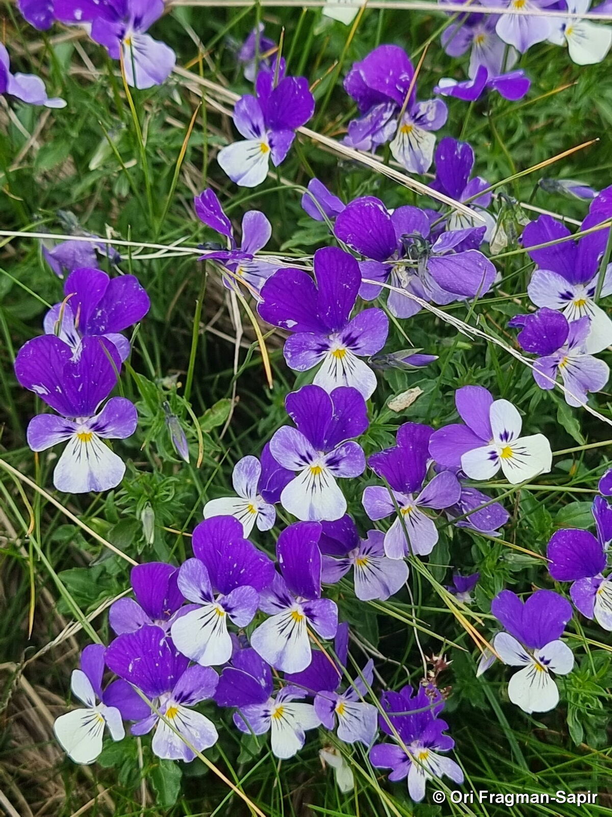 Viola dacica