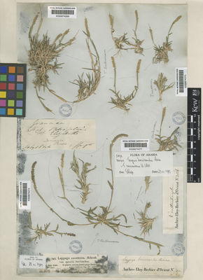 Kew Gardens K000674272:  Schimper, W. [793] Saudi Arabia