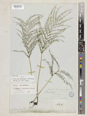 Kew Gardens K000116177:  Cuming, H. [309] Philippines