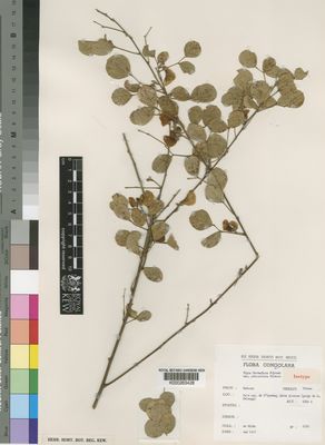 Kew Gardens K000263428:  De Witte [2660] Congo, Republic of the