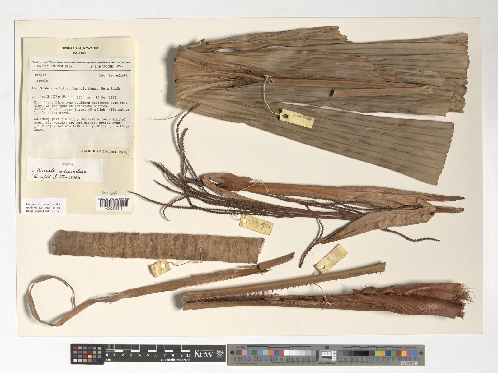 Kew Gardens K000933819:  de Vogel, E.F. [4044] Indonesia