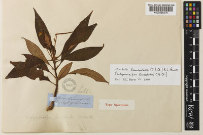 Kew Gardens K000858276:  Lobb, T. [s.n.] Malaysia