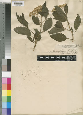 Kew Gardens K000273957:  Parker, G.W. [s.n.] Madagascar