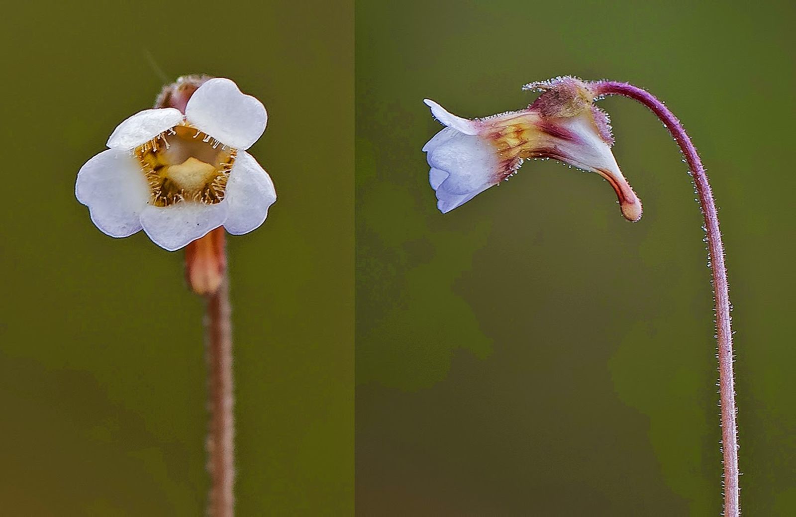 © copyright of the Board of Trustees of the Royal Botanic Gardens, Kew.