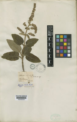 Kew Gardens K000485330:  Matthews [s.n.] Peru