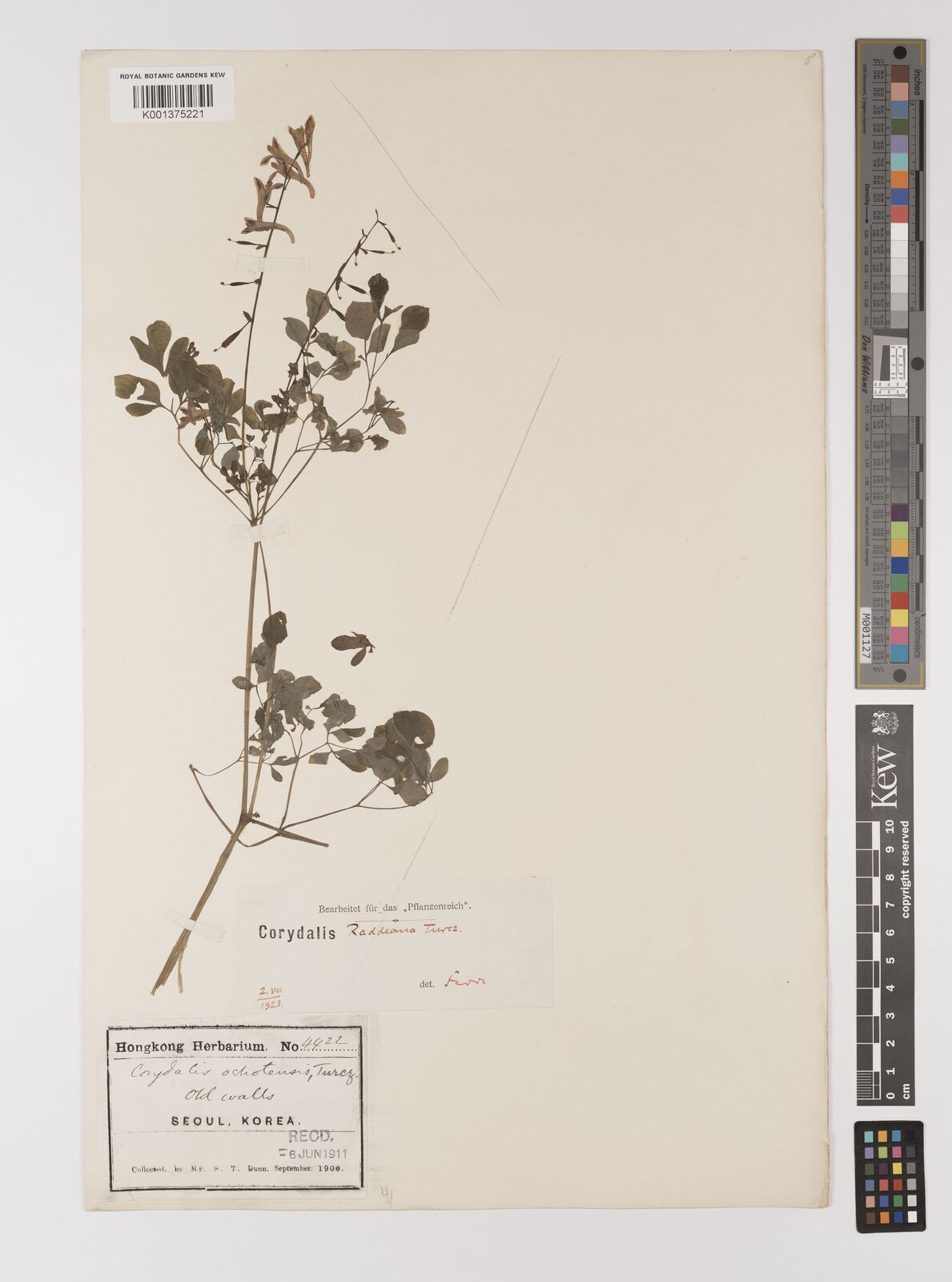 Corydalis raddeana