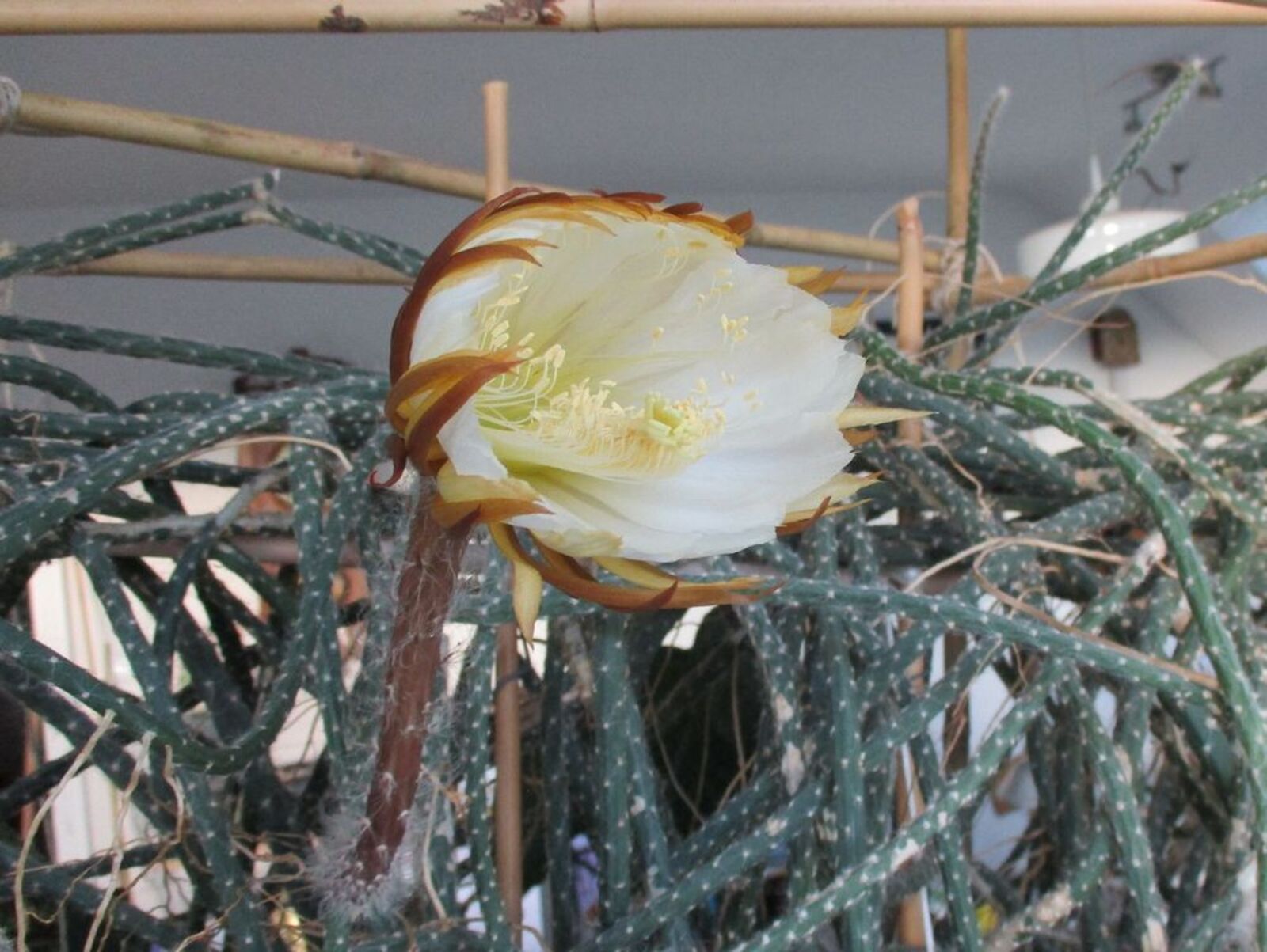 Selenicereus grandiflorus subsp. donkelaarii (Salm-Dyck) Ralf