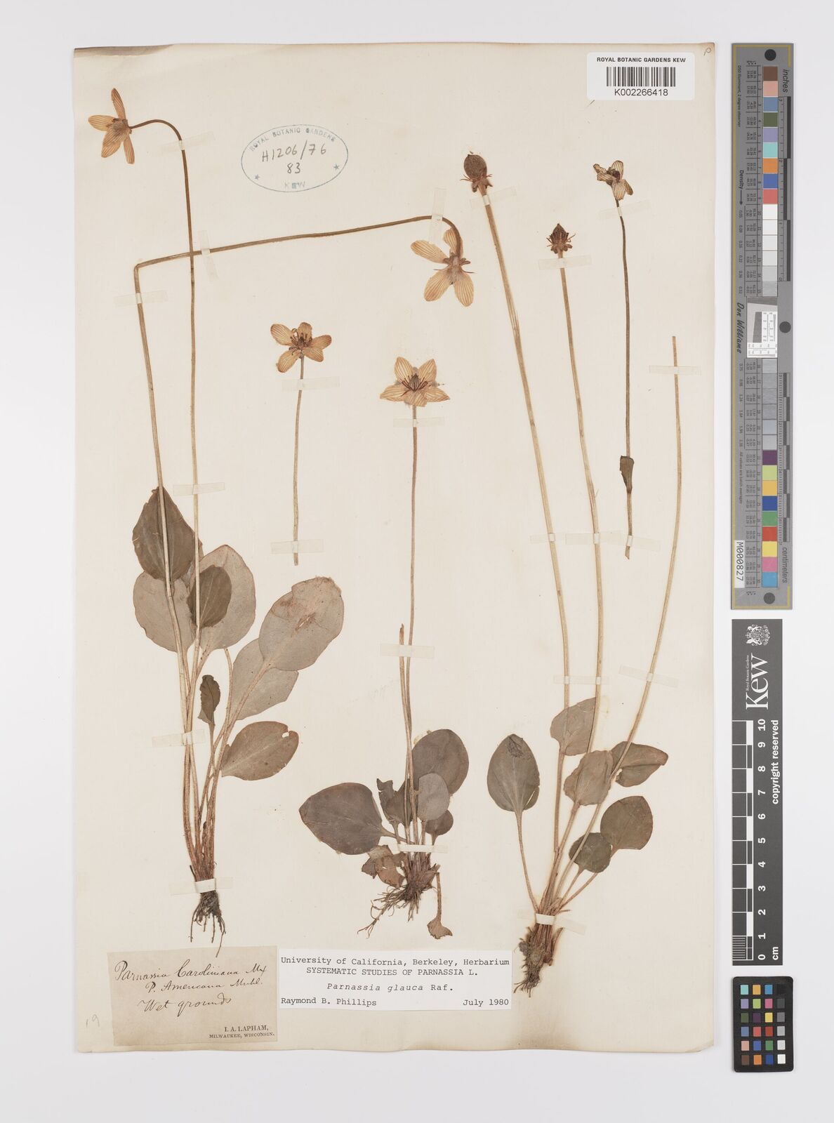 Parnassia glauca