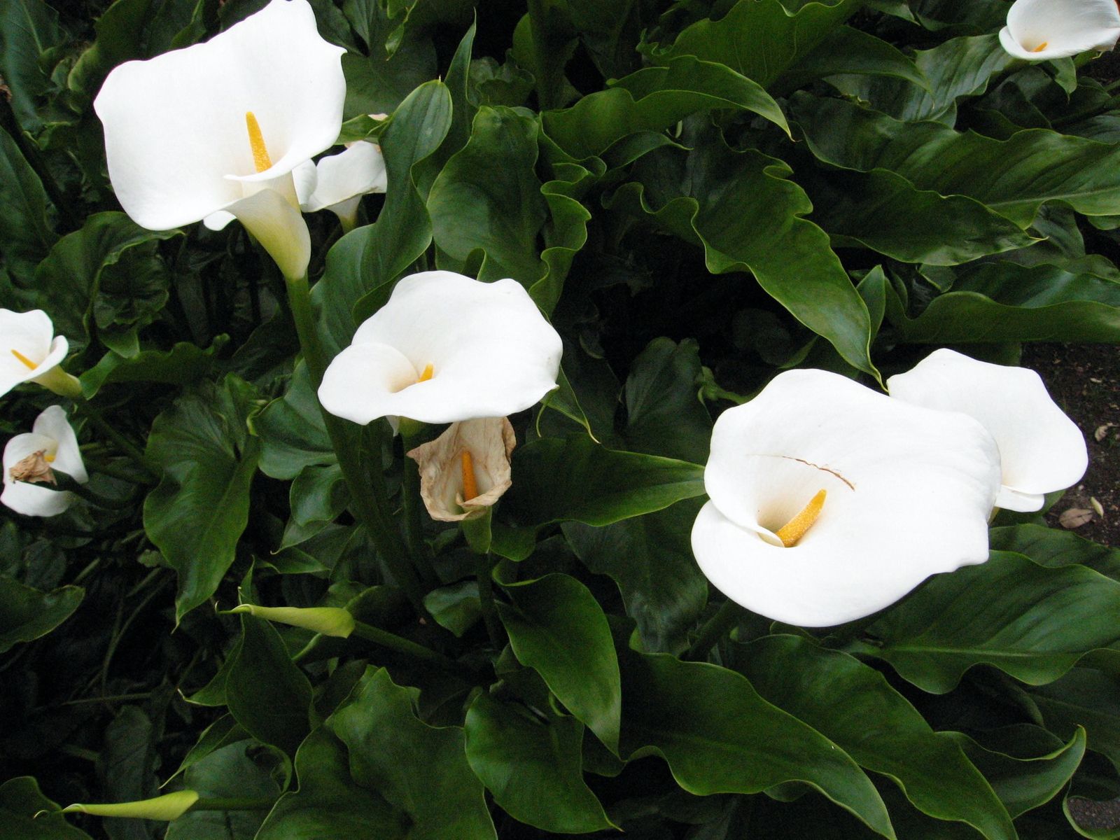 Zantedeschia aethiopica (L.) Spreng. | Plants of the World Online | Kew  Science