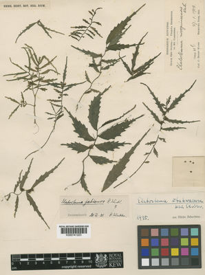 Kew Gardens K000741223:  Boden-Kloss, C. [s.n.] New Guinea