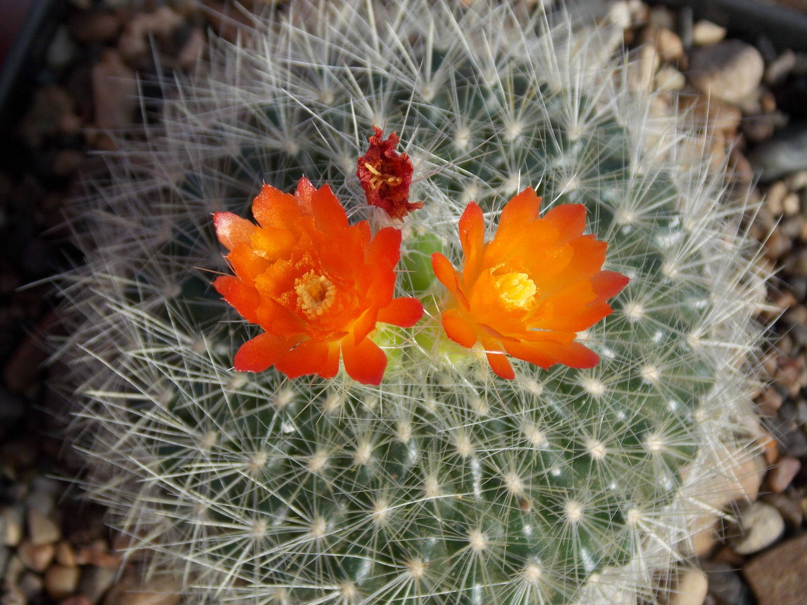 Parodia haselbergii (Haage ex Rümpler) F.H.Brandt | Plants of the World ...