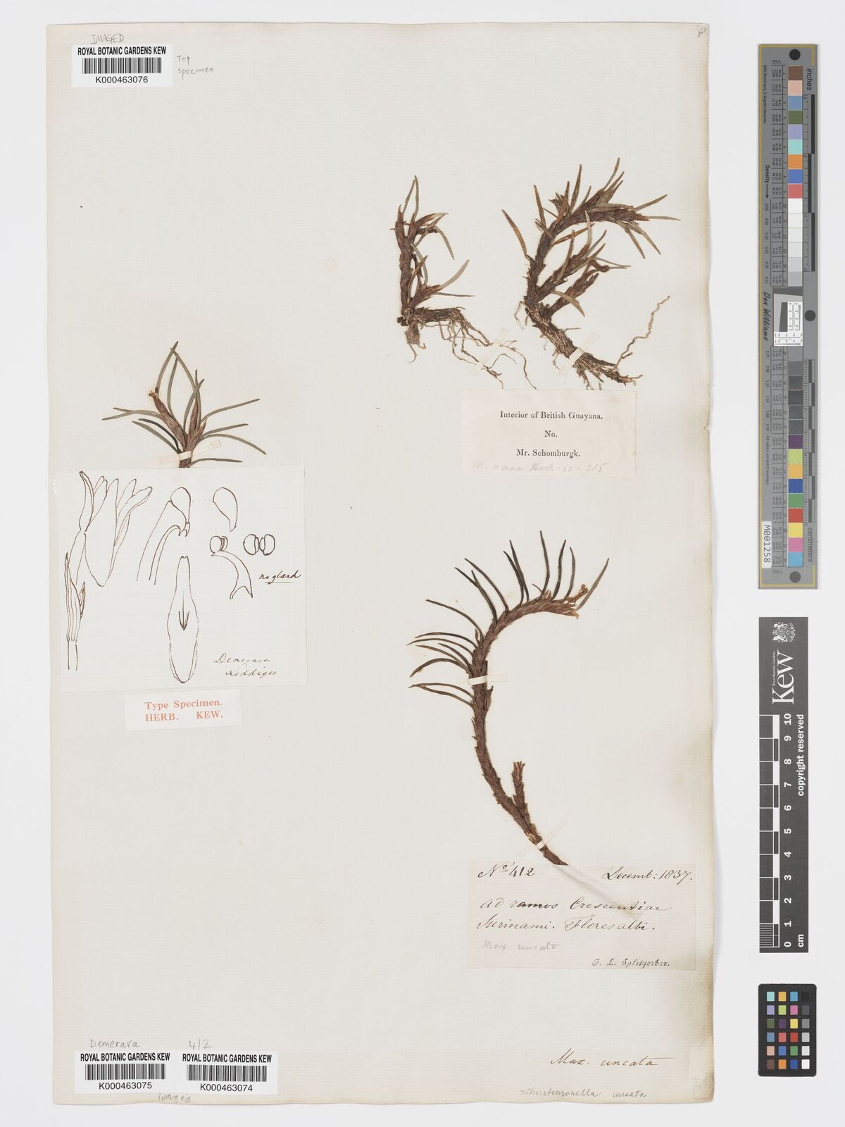 Kew Gardens K000463074:  Splitgerber, F.L. [412] Suriname
