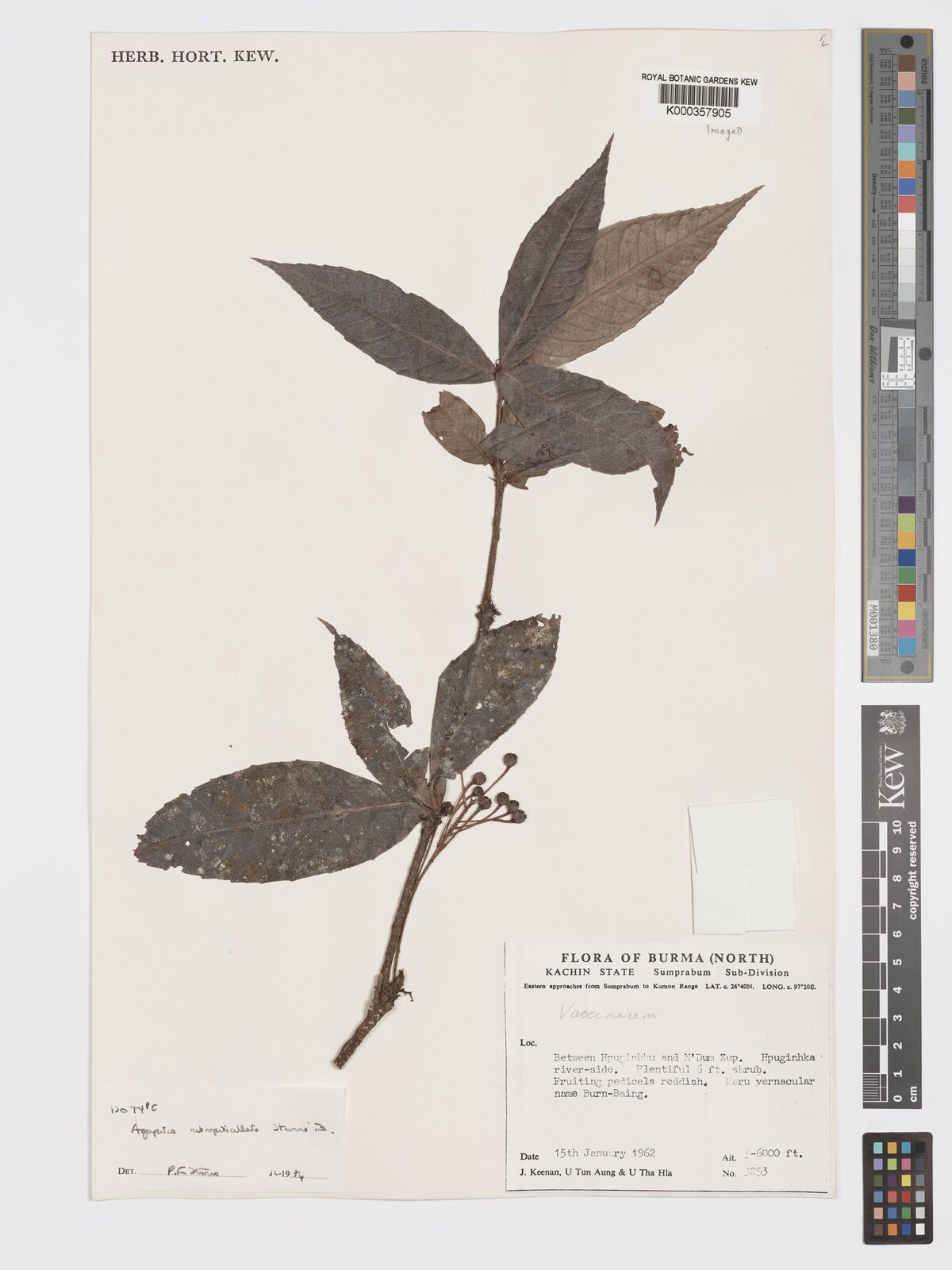 Kew Gardens K000357905:  Keenan, J., et al. [3253] India