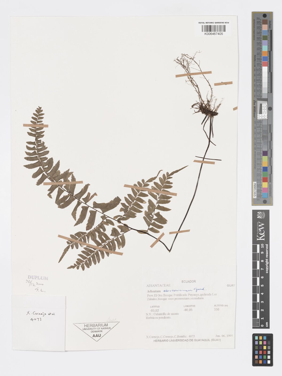 Adiantum incisum