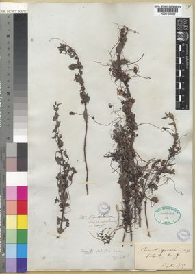 Kew Gardens K000196080:  Pentland [s.n.] Bolivia