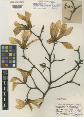 Kew Gardens K000681551:  s.coll. [s.n.]