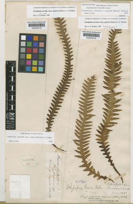 Kew Gardens K000590733:  Pearce [s.n] Ecuador