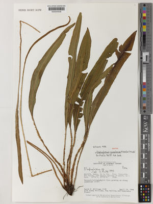 Kew Gardens K000544036:  Williams, D.E.; Williams, S.; Halling, R.; Franco, E. [1138] Bolivia