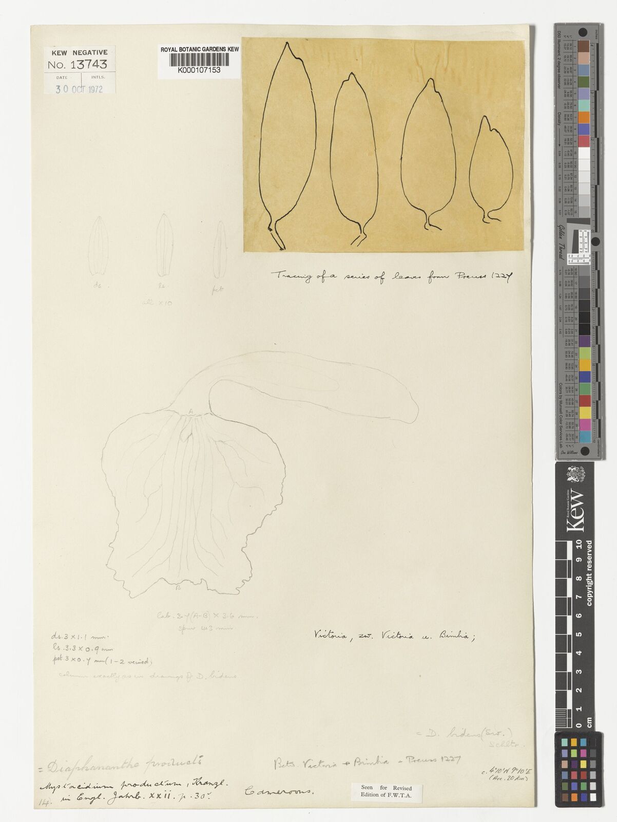 Kew Gardens K000107153:  Preuss P. R. [1227] Cameroon
